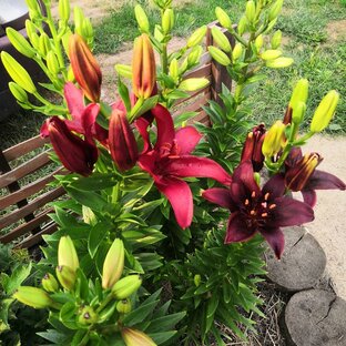 Сад и огород 