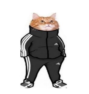 😻