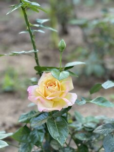 Кто знает эту розу?