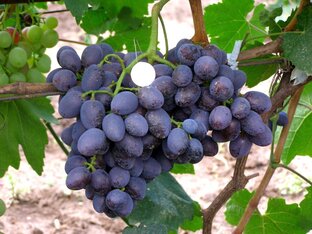 Виноград-НИК