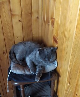 Котики