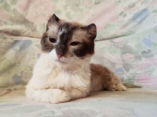 Мурыся - кошечка спинальница