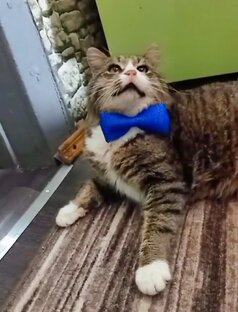 Глава семейства 🐈‍⬛ Видео ролики