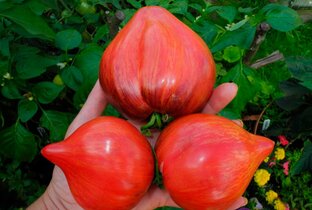 🍉ОГОРОДНОЕ ЦАРСТВО🍇