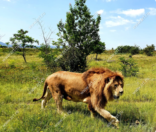 Парк львов Тайган в Крыму