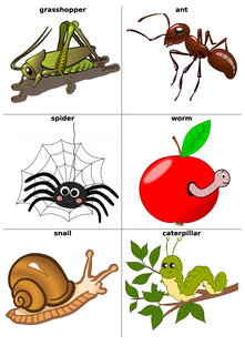 Animals and insects