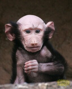 #1 чатактивности 