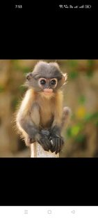 Monkey Cute