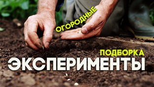 Огородные эксперименты и полезные советы