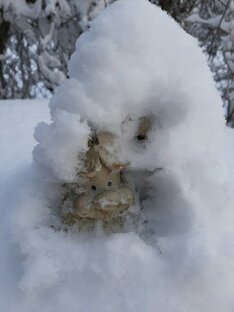 Готовим розы к зиме