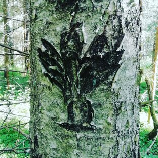 Лесные находки