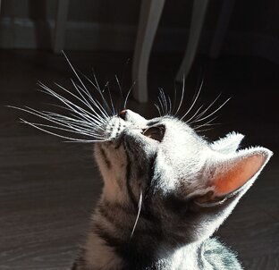 Усы невиданной красы