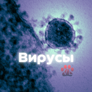 Вирусы