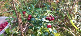 Ягода сибири