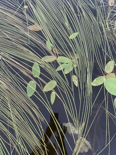 Вдохновение…