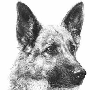 Тузик