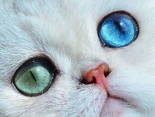 Доминантный ген голубых глаз