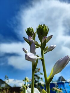 Садовые растения