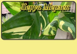 Обзоры растений в ЛЕРУА МЕРЛЕН