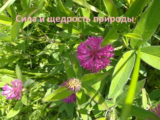 Сила и щедрость природы