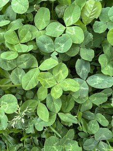 Команда поиска «НАШли»