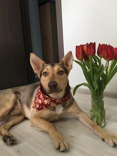 СТИХИ ПРО СОБАК
