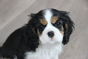 Щенок Кавалер Кинг чарльз спаниель