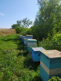 Вокруг пасеки