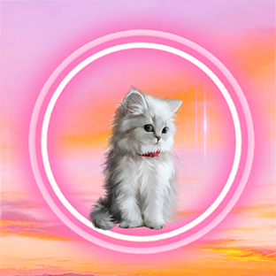 Милые фоточки котиков