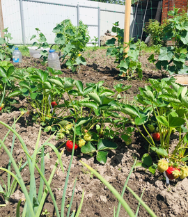 Дачные истории