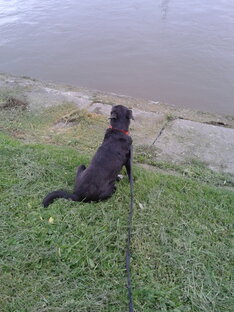 Дося - наша первая собака