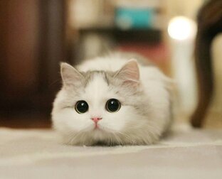 Котики
