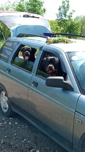 Собакин альбом