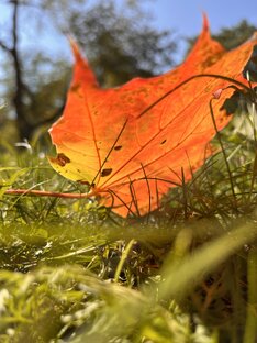 Природа🌷