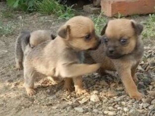 Кошечки ❤️ Собачки 