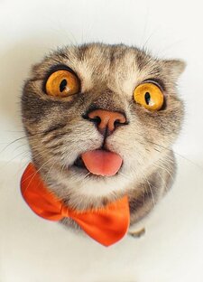 Забавные Животные