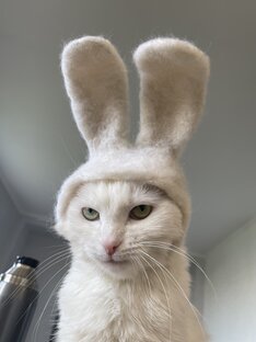 Моем котика🐣