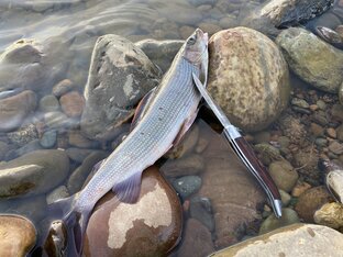 ЛЕТНЯЯ ЛОВЛЯ ХАРИУСА 