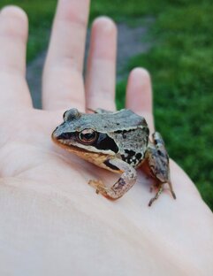 Земноводные 