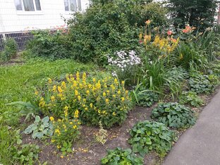 Клумба у подъезда