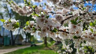 Плодовые культуры