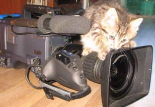 Котики