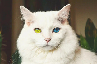 Странная белая кошка 