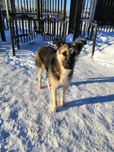 История Дины