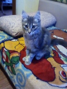 Кошки