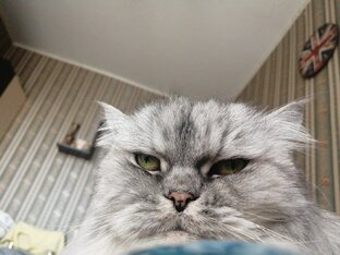 Любимый кот гаврюша!!!!