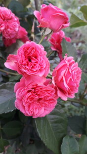 Моя работа с клиентами