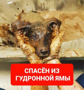 ПИРОЖОК - спасение. Щенок, провалился в гудронную яму...
