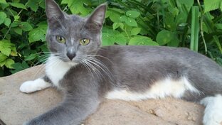 Коты и кошки ищут дом.