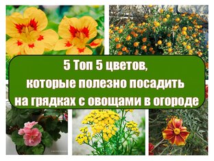 ЦВЕТЫ: СТАТЬИ, ПОСТЫ